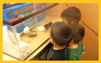 Students look at a tank containing baby chicks